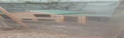 Chickens poultry for sale: 4 chickens plus coop for sale - Advert 2