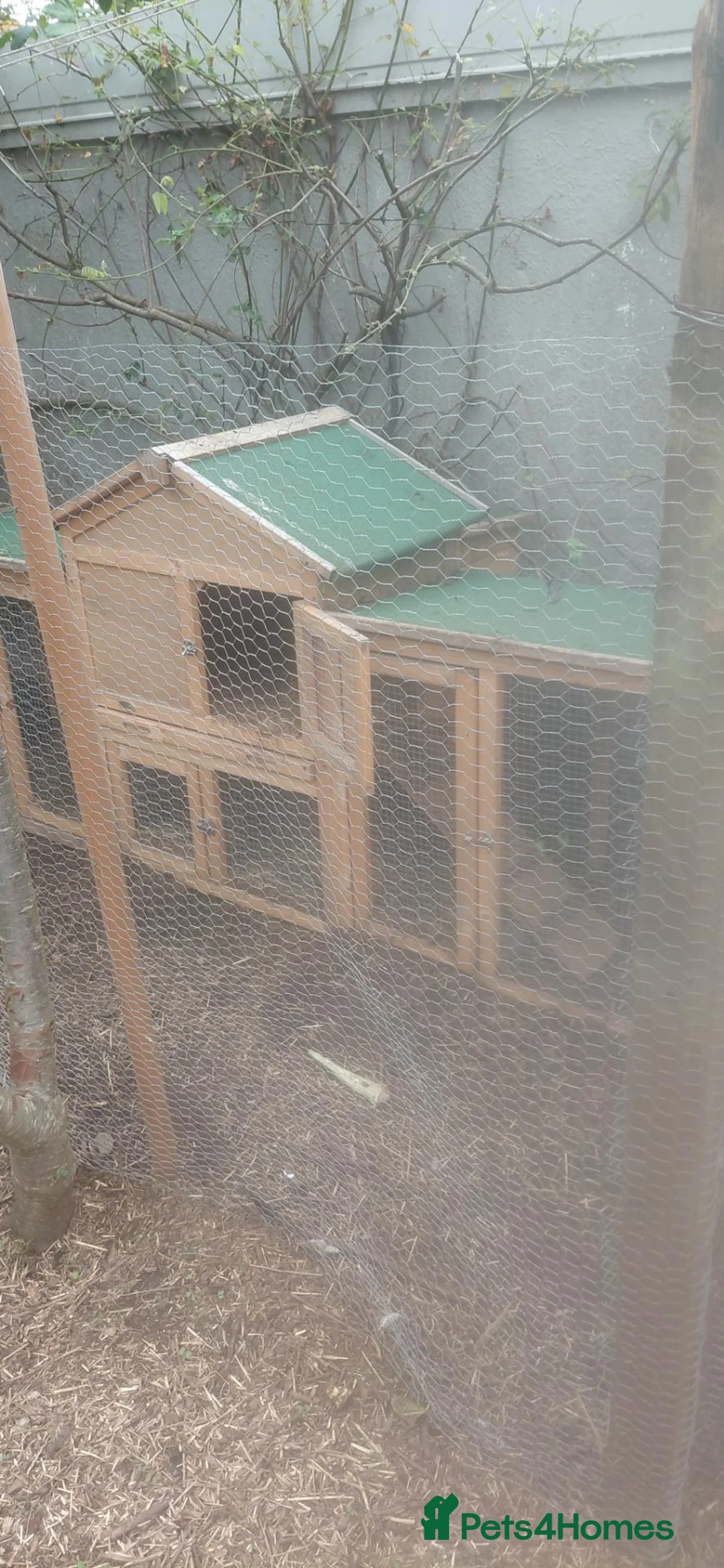 Chickens poultry for sale: 4 chickens plus coop for sale - Advert 2