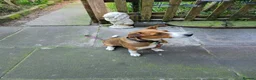 Mixed Breed dogs for adoption: Affectionate Milli looking for experienced owners - Advert 3