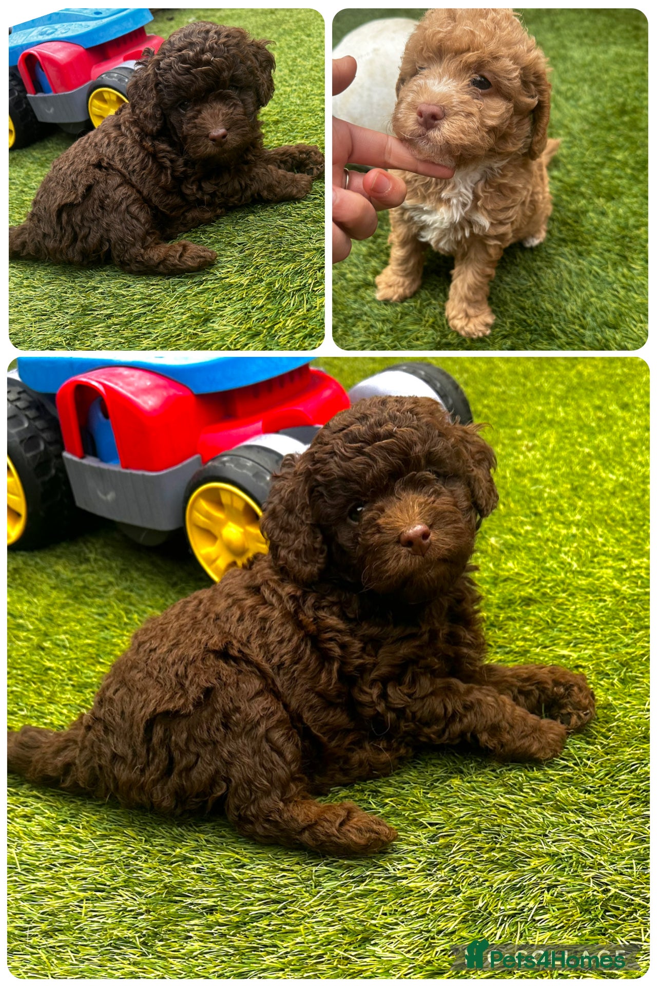 Labradoodle dogs 🐣Outstanding Mini F1B Labradoodles 🐣 - Advert 6