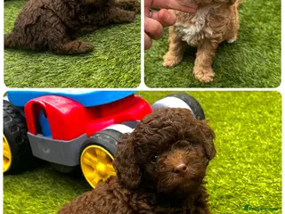 Labradoodle dogs 🐣Outstanding Mini F1B Labradoodles 🐣 - Advert 6