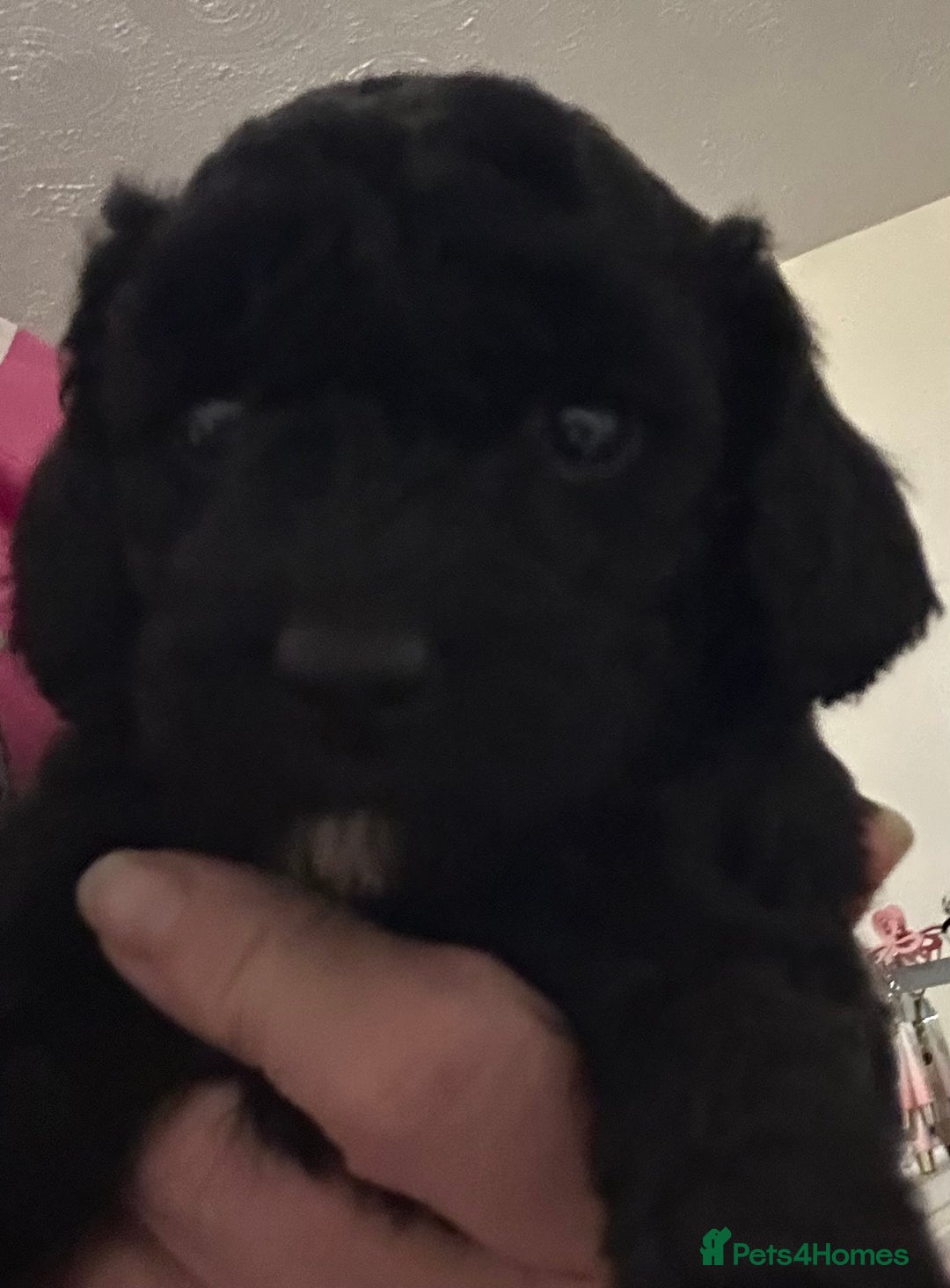 Toy Poodle dogs for sale: Toy poodle puppies - Image 3
