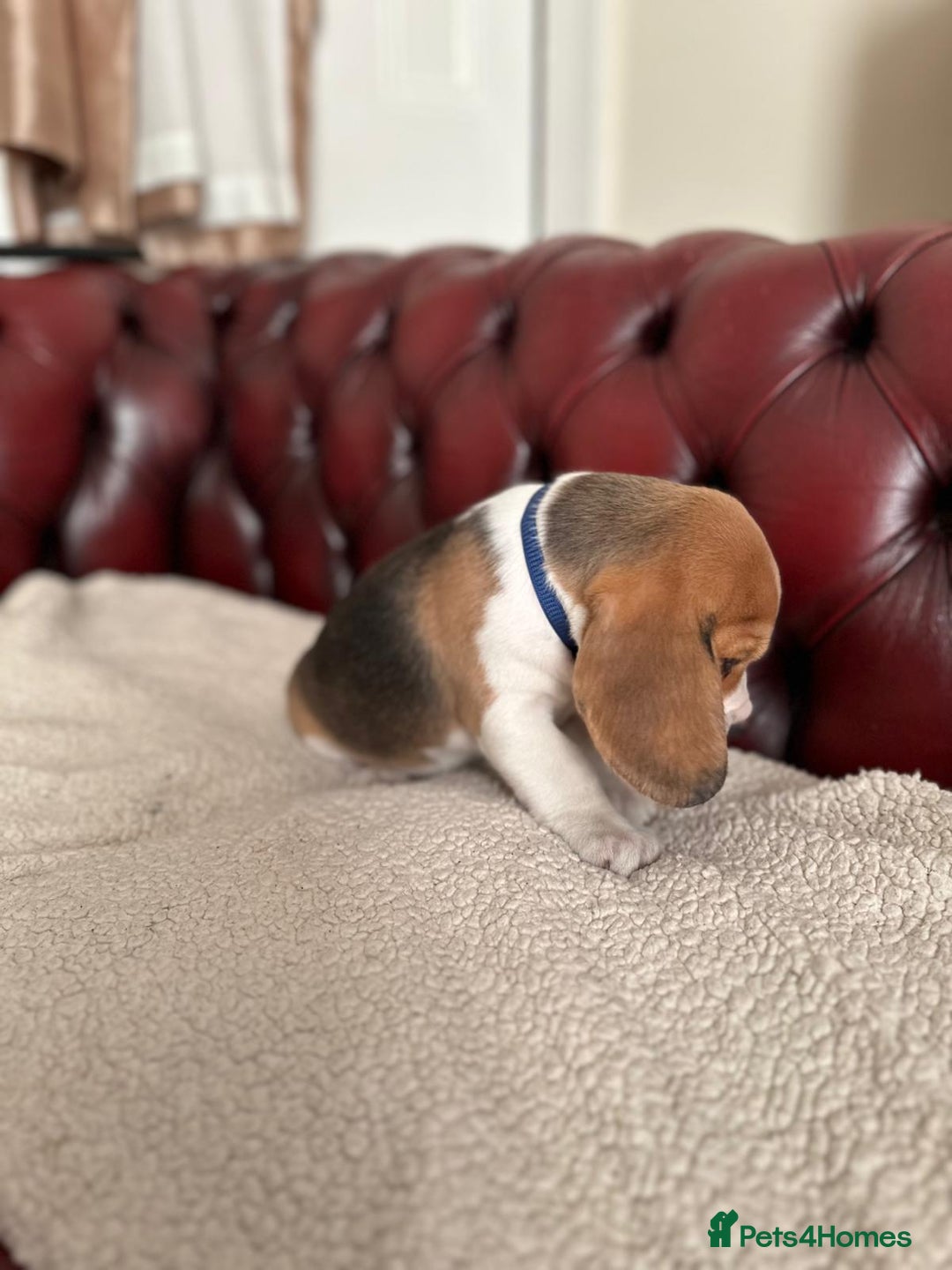 Beagle dogs for sale: Beagle Puppies - Image 24