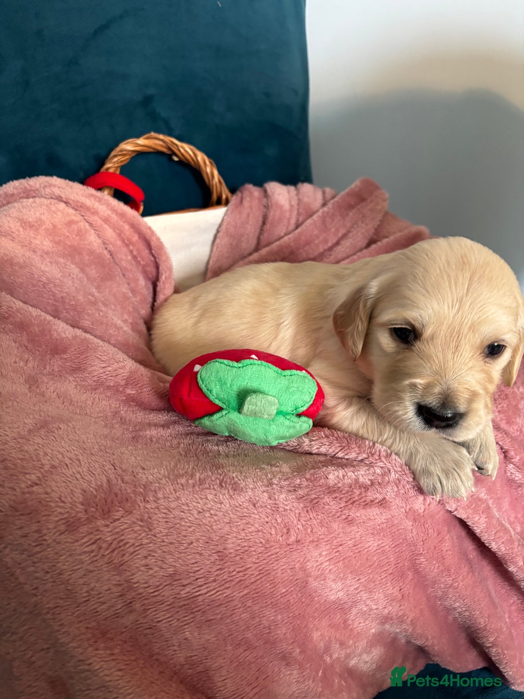 Golden Retriever dogs for sale: Gorgeous Golden Retriever Puppies - Image 8