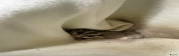 Sugar Glider rodents for sale: Two male sugar gliders for sale in Surrey - Advert 4
