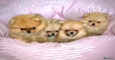 Pomeranian dogs - Advert 6