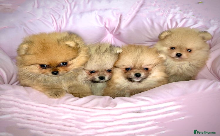 Pomeranian dogs - Advert 4