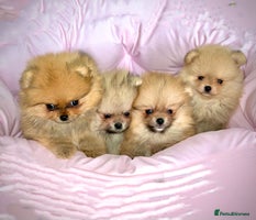 Pomeranian dogs - Advert 6