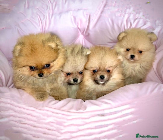 Pomeranian dogs - Advert 4