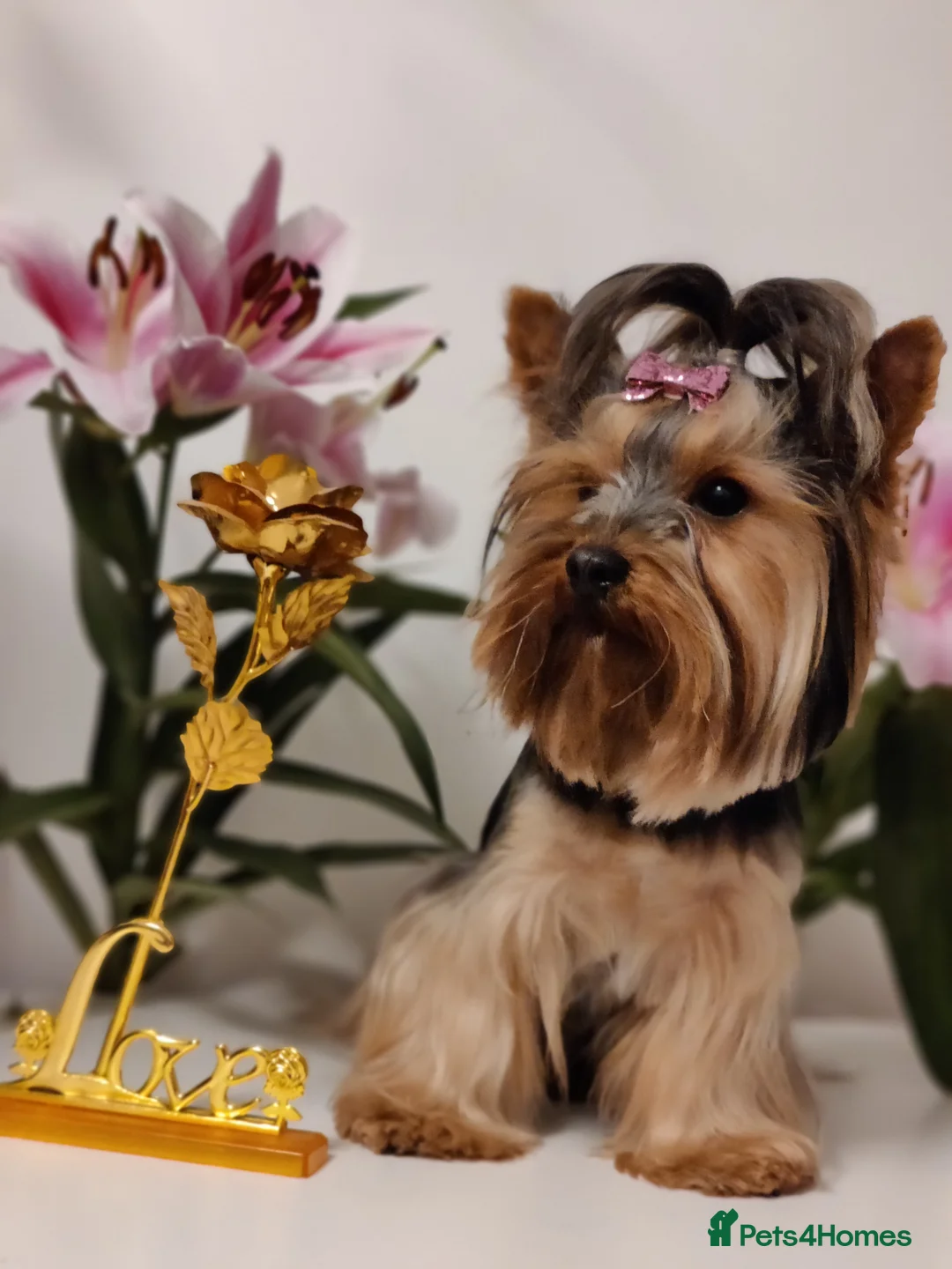 Yorkshire Terrier dogs for stud: Outstanding Yorkshire terrier for STUD only in Hull - Advert 10