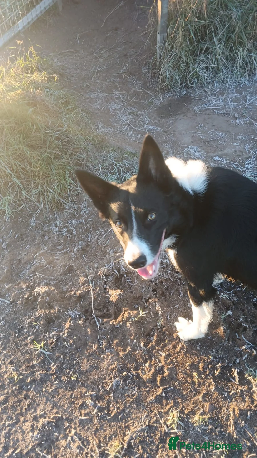 Border Collie dogs for sale: Ozzie in need of a new home :( - Advert 2