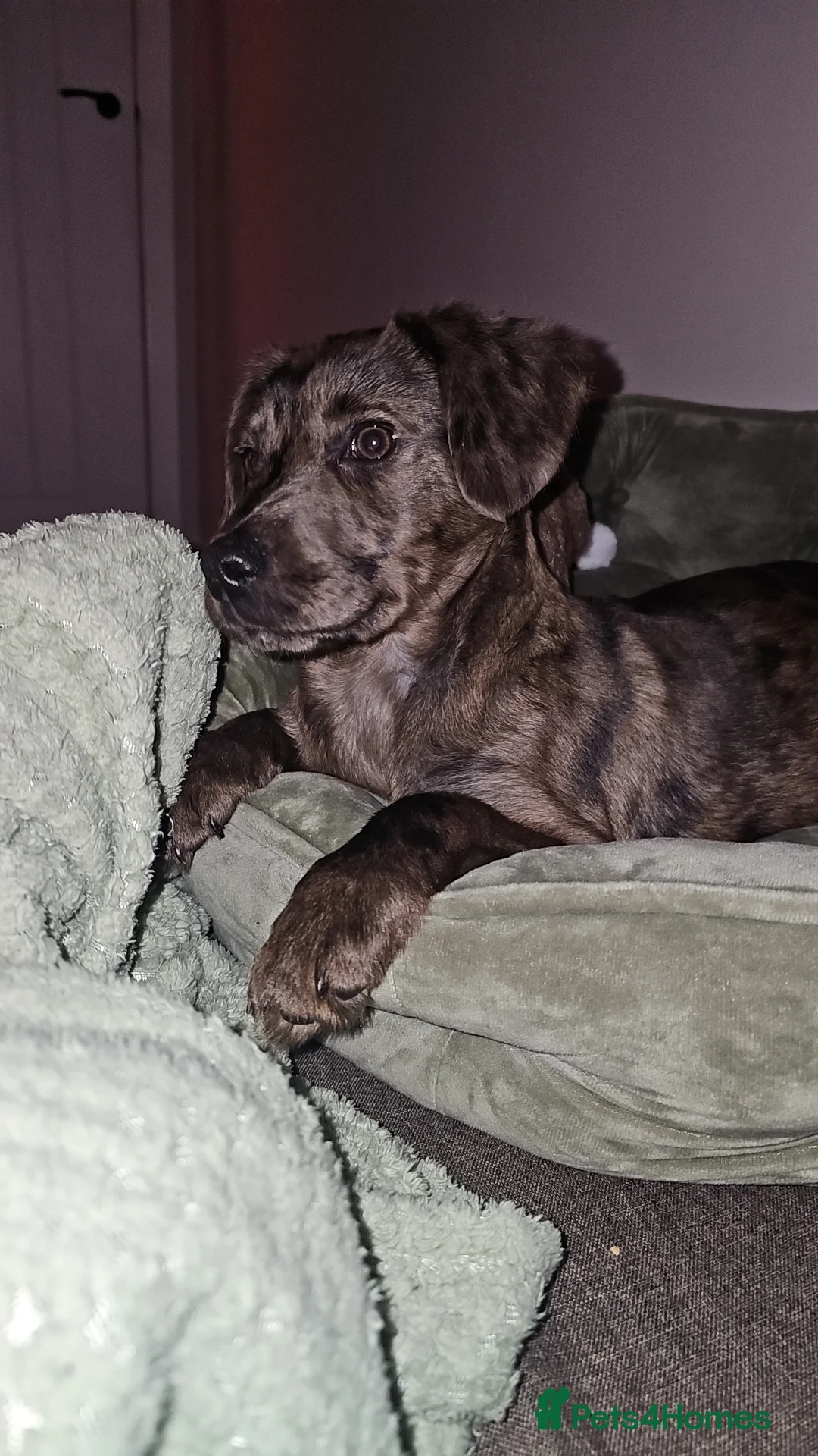 Mixed Breed dogs for sale: Sprocker Spaniel x Bull Lurcher - Advert 6