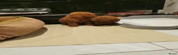 Toy Poodle dogs for sale: RED TOY POODLE PUPPY KC REG AND DNA CLEAR - Advert 5