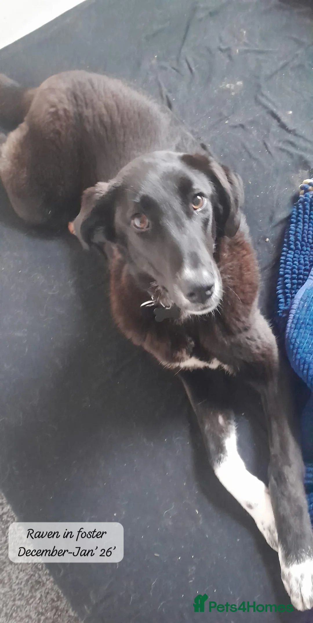 Mixed Breed dogs for adoption: Raven, 1.5 yrs approx. Is ADOPTED - Advert 12