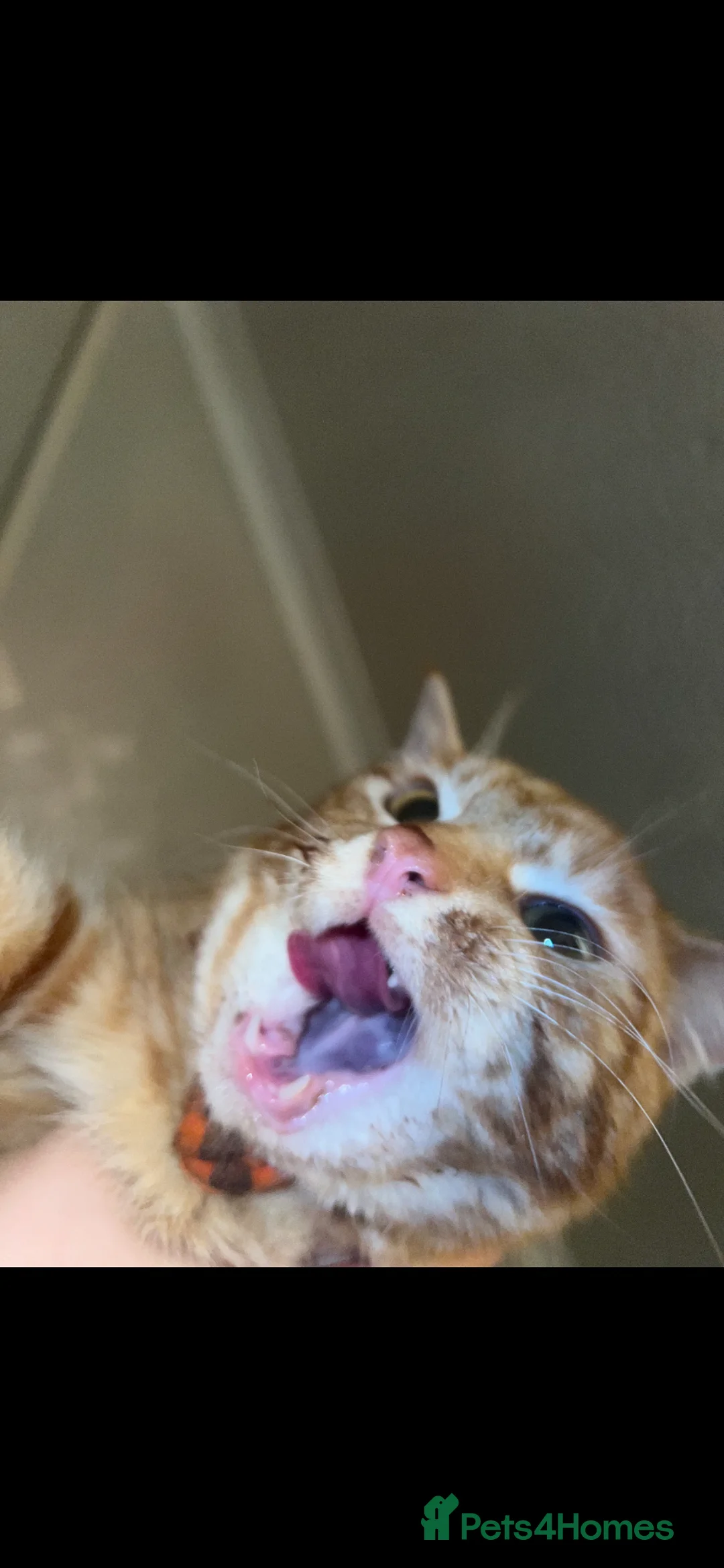 Mixed Breed cats for sale: 1 year old Male Ginger Cat in Saint Helens - Advert 4