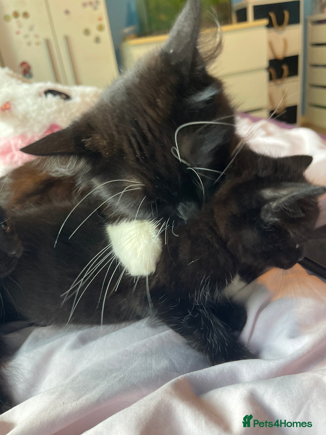 Mixed Breed cats for sale: 2 mix breed kittens for sale - Image 2