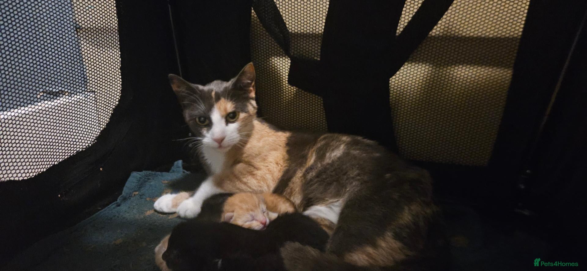 Domestic Shorthair cats 15 month old Dilute Calico - Advert 22