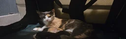 Domestic Shorthair cats for sale: 15 month old Dilute Calico in Aylesbury - Advert 1