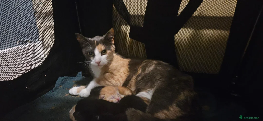 Domestic Shorthair cats for sale: 15 month old Dilute Calico in Aylesbury - Advert 1