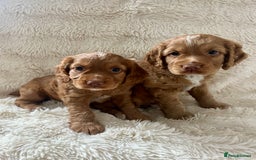 Cocker Spaniel dogs for sale: KC REG Outstanding pedigree Working Cocker Spaniel - Image 2