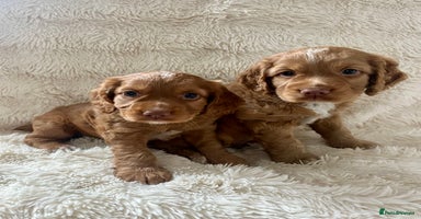 Cocker Spaniel dogs - Advert 3