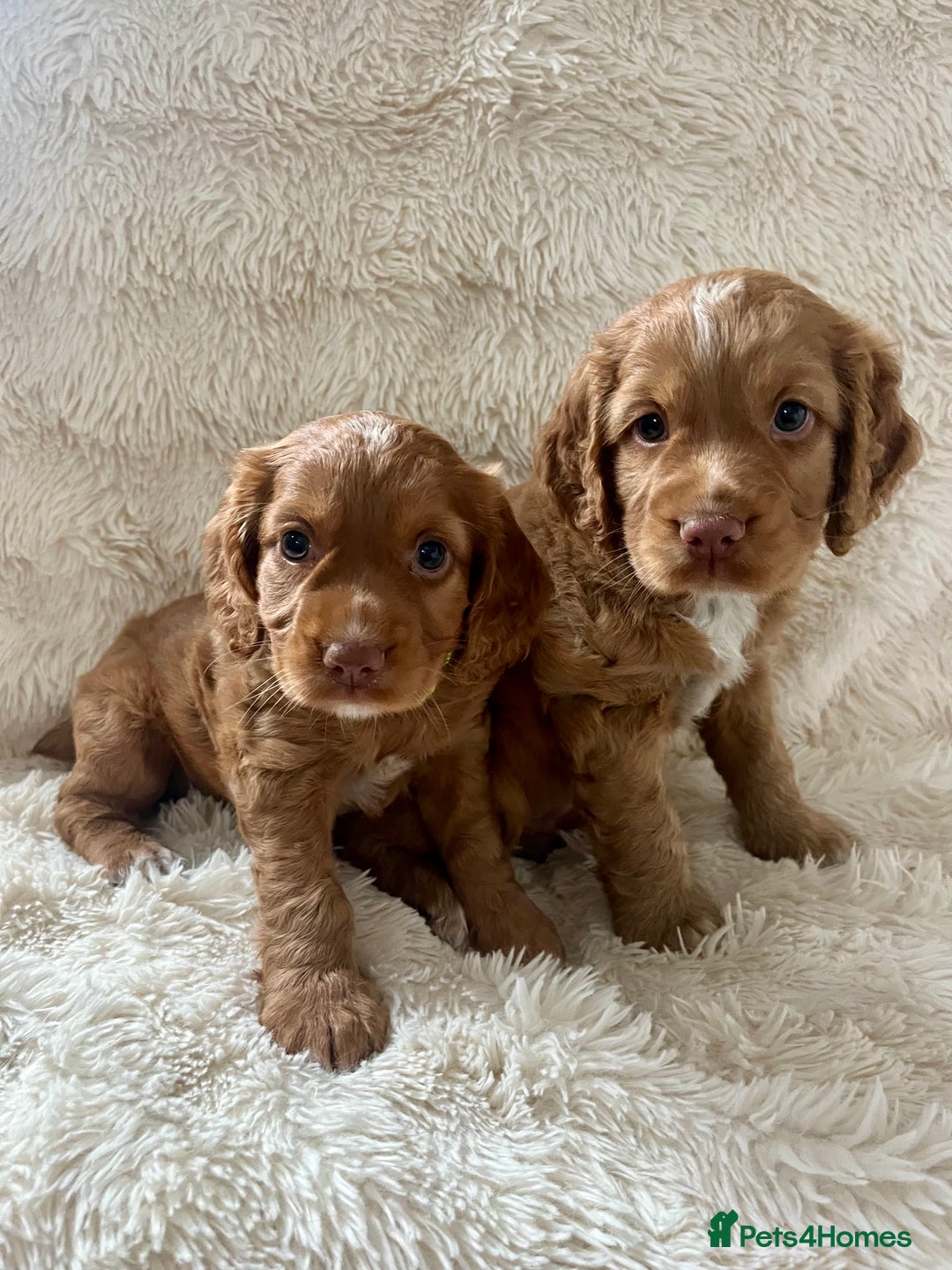 Cocker Spaniel dogs for sale: KC REG Outstanding pedigree Working Cocker Spaniel - Image 2