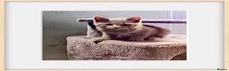 Mixed Breed cats for sale: 🐾 Adorable Half-British Shorthair Kittens 🐾 in London - Advert 1