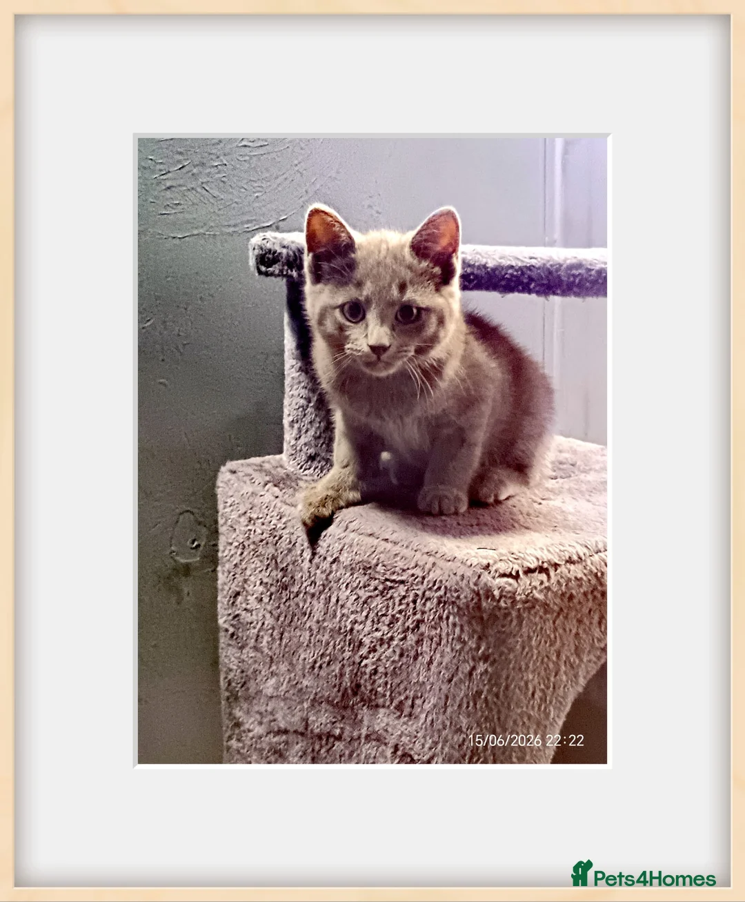 Mixed Breed cats for sale: 🐾 Adorable Half-British Shorthair Kittens 🐾 in London - Advert 1