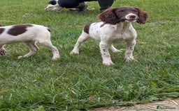 English Springer Spaniel dogs for sale: Beautiful girl looking for her forever family  - Image 5