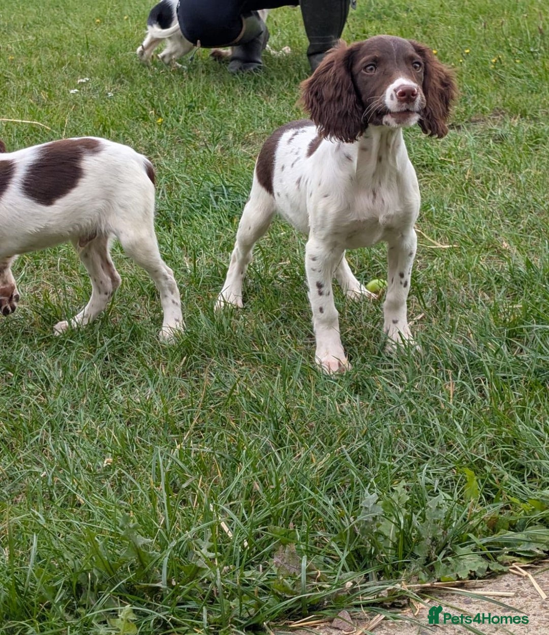 English Springer Spaniel dogs for sale: Beautiful girl looking for her forever family  - Image 5