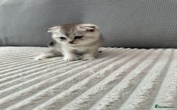 Scottish Fold cats for sale: Scotish fold kittens  - Image 12
