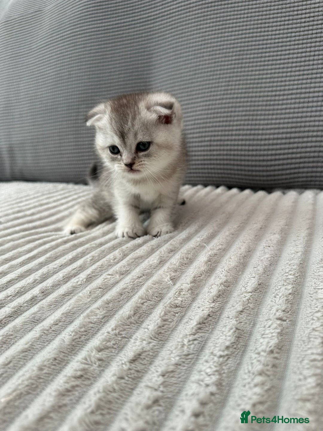 Scottish Fold cats for sale: Scotish fold kittens  - Image 12