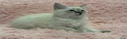 Ragdoll cats for sale: 2 Lynx ragdoll kittens ready to go NOW - Advert 3