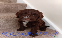 Cockapoo dogs for sale: Pra clear miniture cockapoo puppies  - Image 8