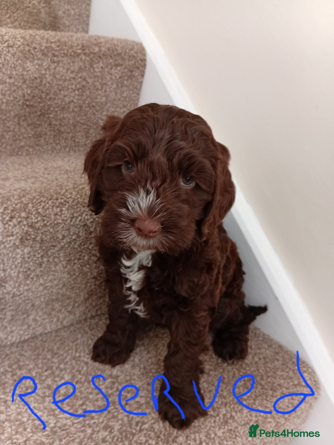 Cockapoo dogs for sale: Pra clear miniture cockapoo puppies  - Image 8