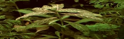 Corys fish for sale: Live aquarium plants*CHEMICAL FREE* - Advert 17