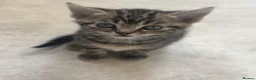 Mixed Breed cats for sale: 2 beautiful tabby kittens - 11 weeks old  - Advert 4