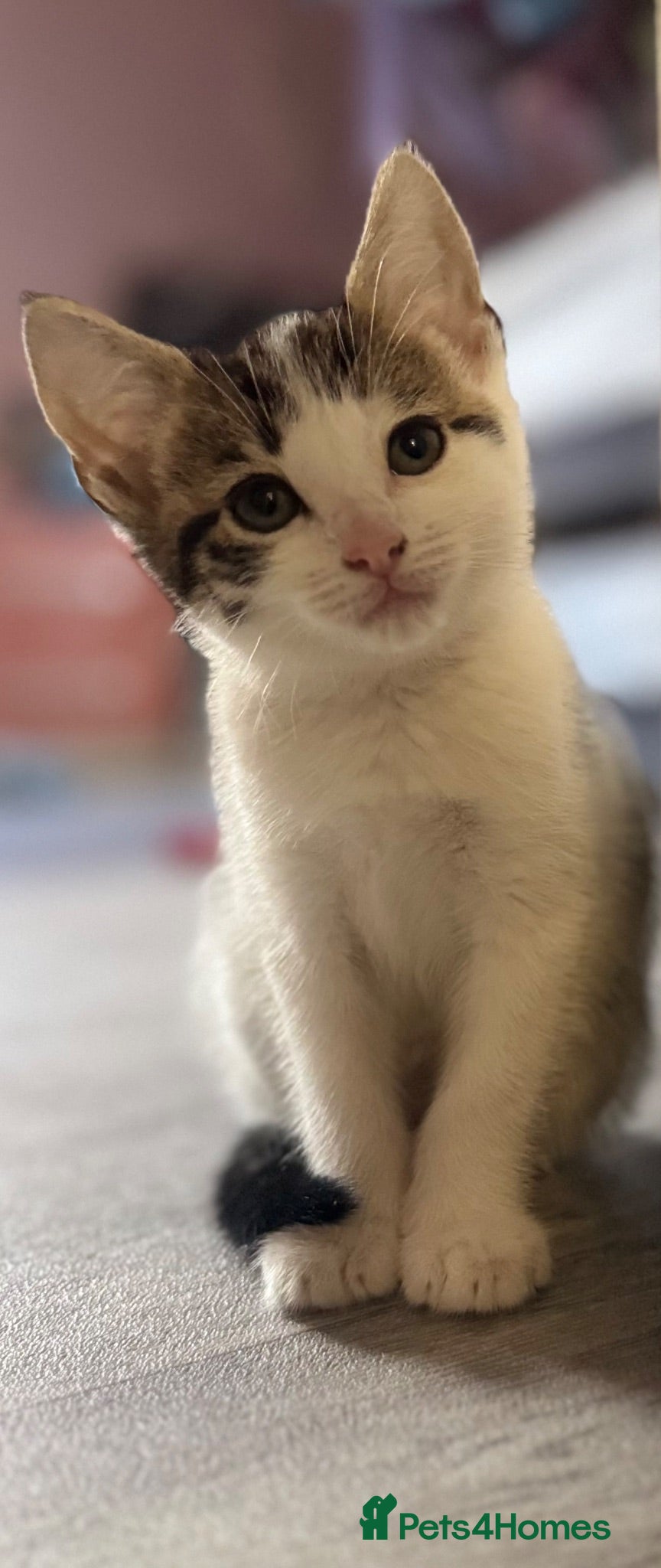 Mixed Breed cats 2LEFT!! 6 kittens ready for amazing homes!! - Advert 5