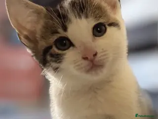 Mixed Breed cats 2LEFT!! 6 kittens ready for amazing homes!! - Advert 5