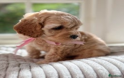 Cavapoo dogs for sale: F1b health tested cavapoo - Image 5