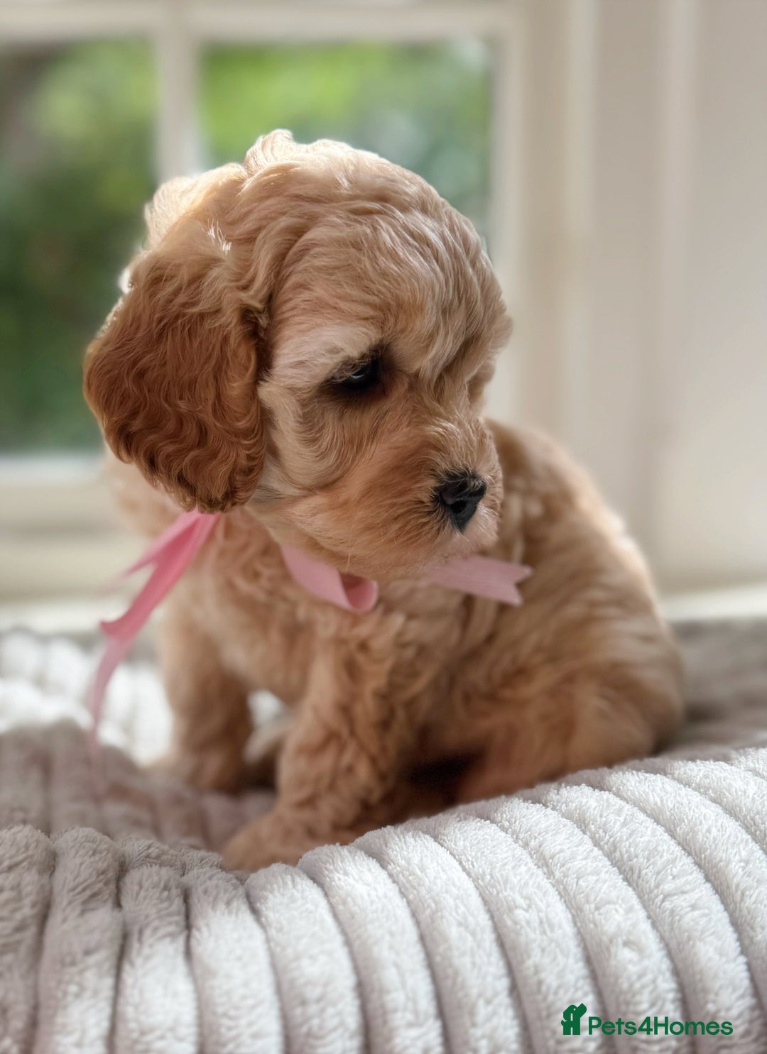 Cavapoo dogs for sale: F1b health tested cavapoo - Image 5