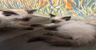 Ragdoll cats - Advert 8