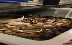 Snake reptiles for sale: Various royals pythons - Image 2