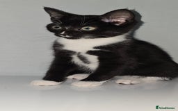 Mixed Breed cats for sale: The Kitten cat female  - Image 1