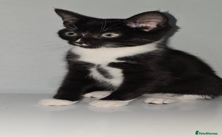 Mixed Breed cats - Advert 4