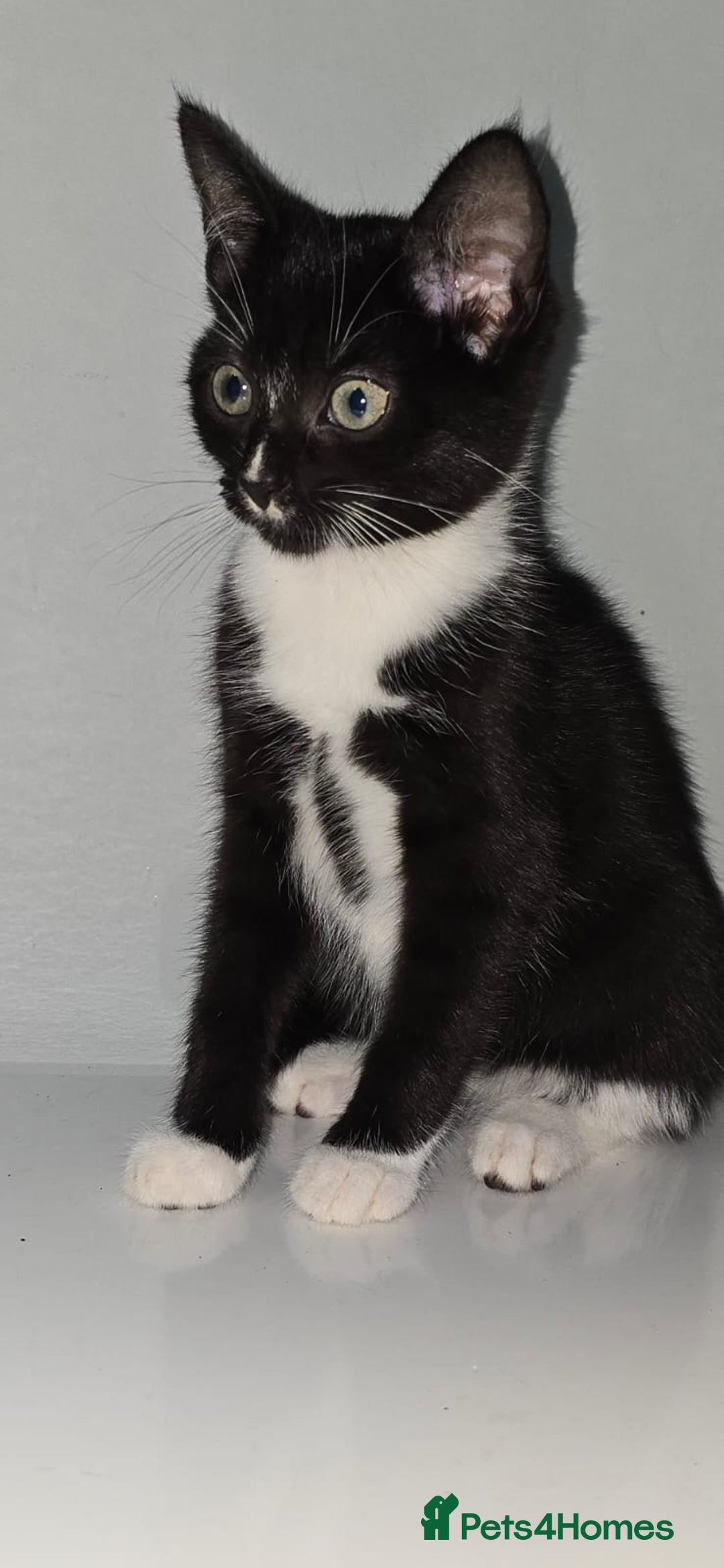 Mixed Breed cats for sale: The Kitten cat female  - Image 1