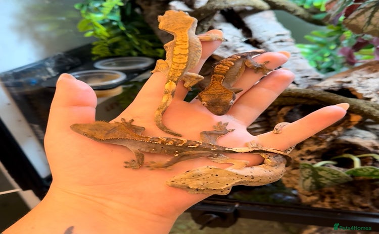 Gecko reptiles in Banbury - Advert 19