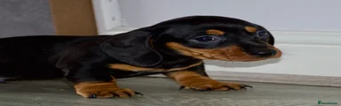 Dachshund Puppy 1