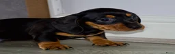 Dachshund dogs for sale: 5 beautiful Dachshund puppies in Leeds - Advert 2
