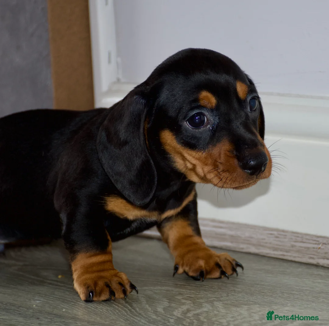 Dachshund dogs for sale: 5 beautiful Dachshund puppies in Leeds - Advert 2